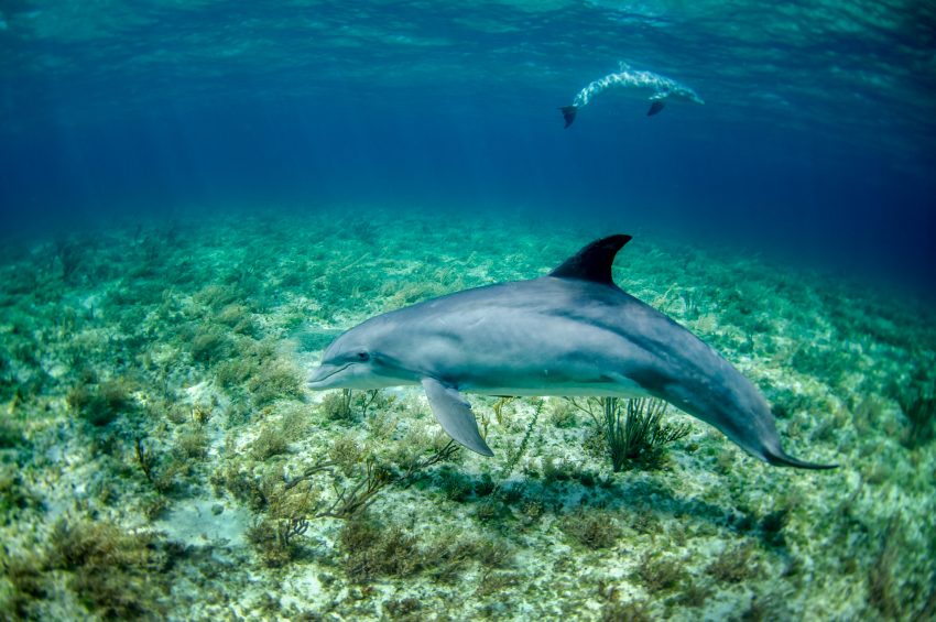Twee dolfijnen onder water in prachtige kleuren die in connection zijn met elkaar, connection