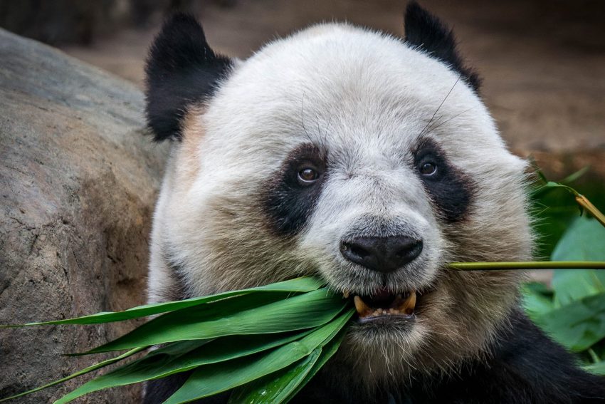 Heleas pindakaas, Pandabeer die groene bamboe eet