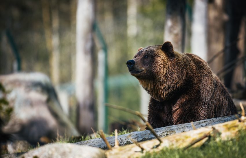 Foto van een bruine beer in het bos, de negen levens van Maria deel 5