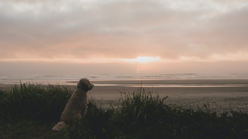 Hond aan het strand bij zonsondergang, ode van een schoondochter